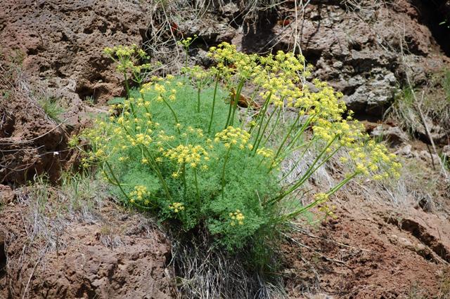Lomatium grayi
